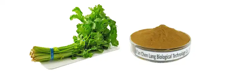Celery  Powder.jpg